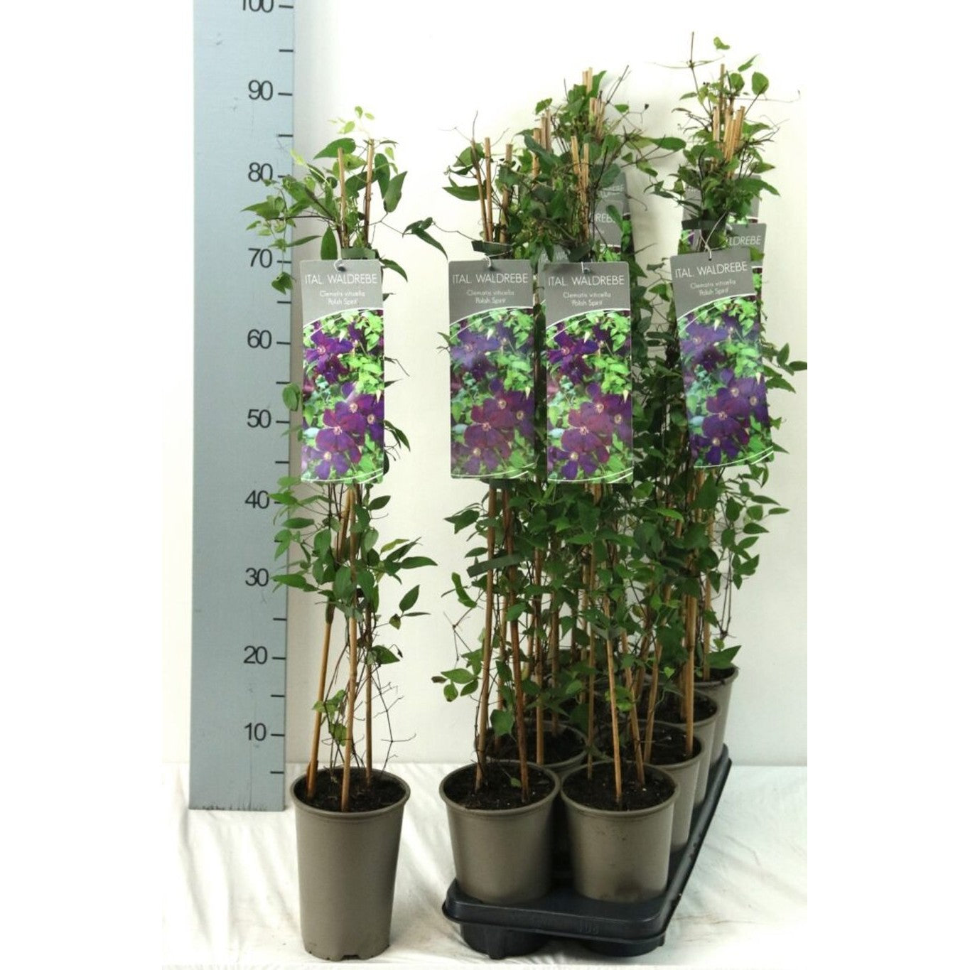 Klematis – Clematis 'Polish Spirit' - C2 60-80 CM Stick